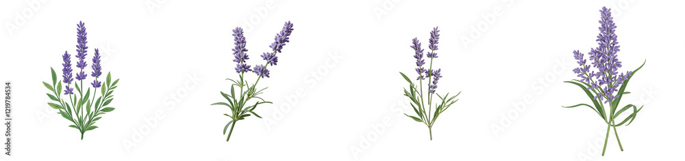 Fototapeta premium Elegant lavender branch with tall blooms on white backdrop, cut out collection pack
