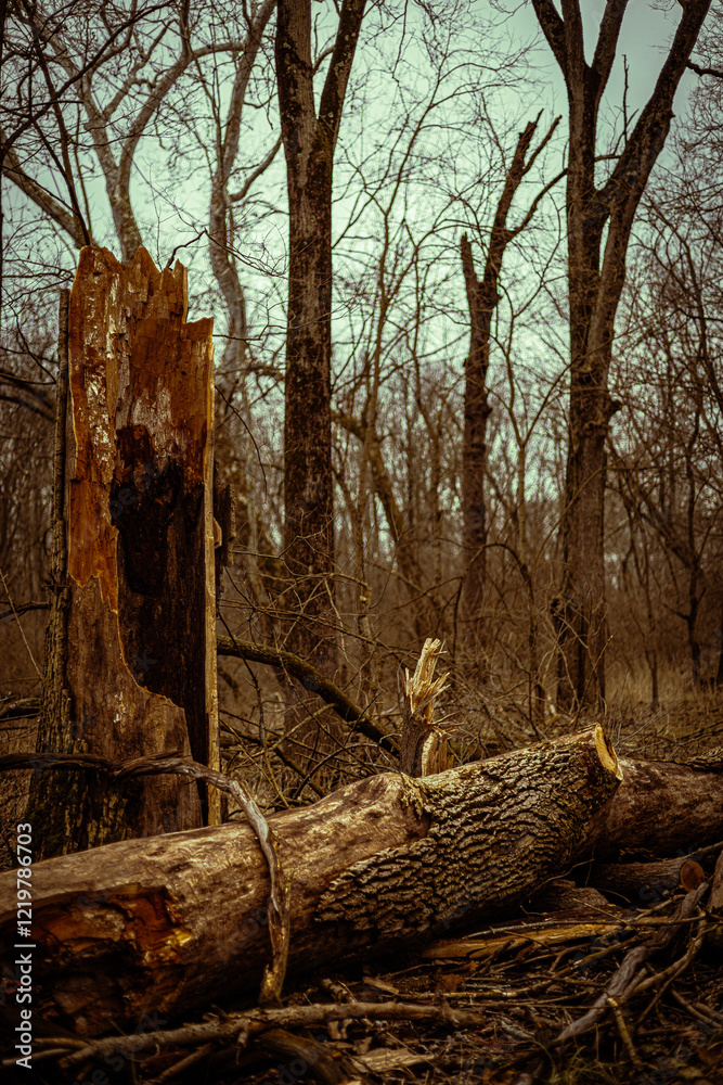woods woods