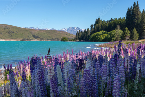 Lupine flowers at Lake Tekapo in spring