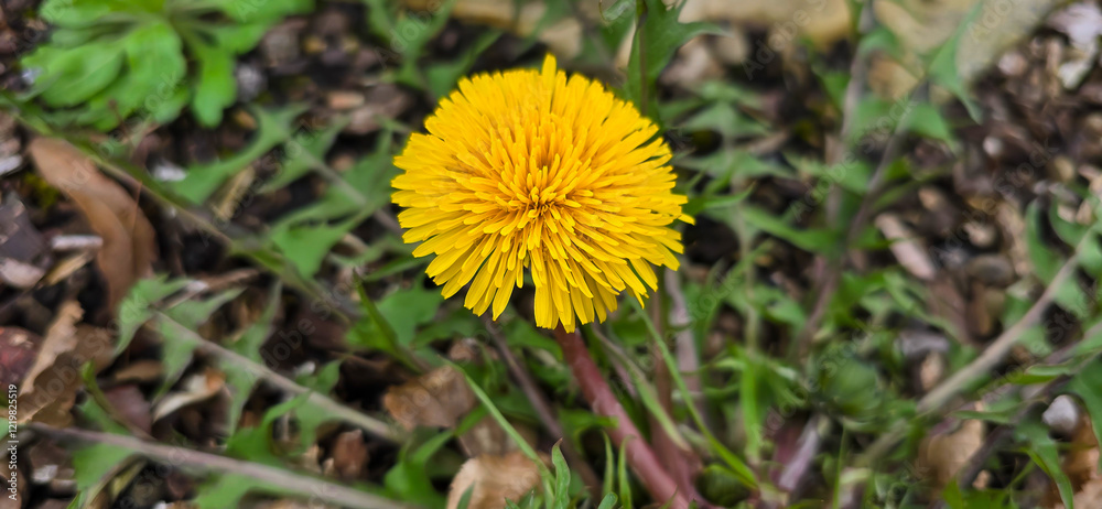 Bright yellow dandelion flowers in a green meadow - Taraxacum Bright yellow dandelion flowers in a green meadow - Taraxacum