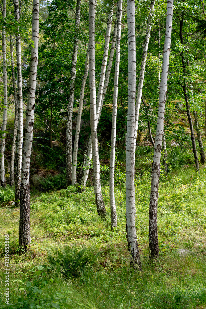 Betula pendula, commonly known as silver birch, warty birch, European white birch, or East Asian white birch, is a species of tree in the family Betulaceae Betula pendula, commonly known as silver birch, warty birch, European white birch, or East Asian white birch, is a species of tree in the family Betulaceae