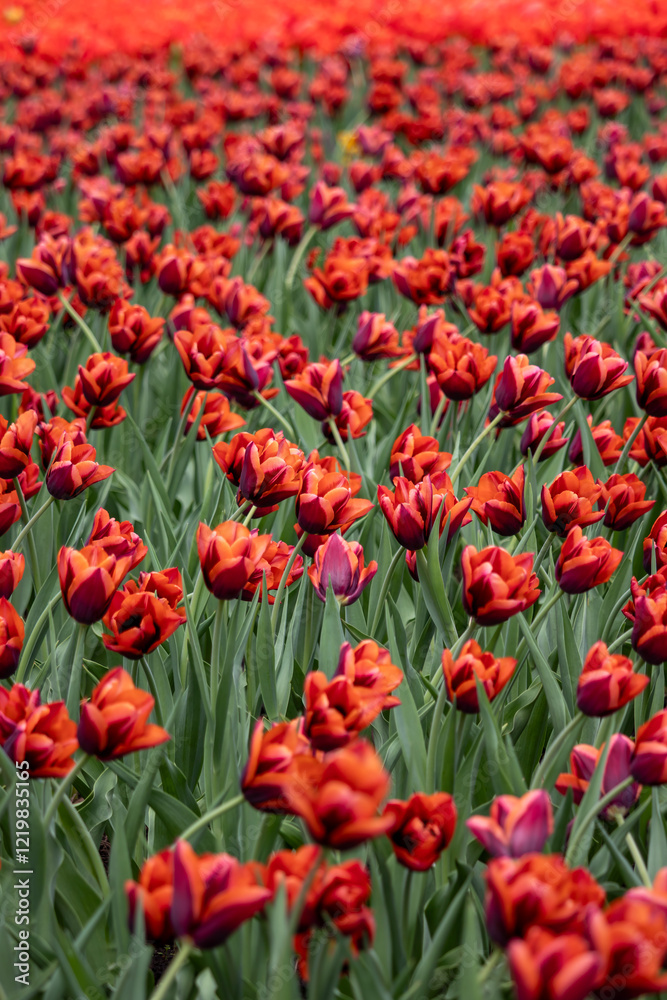 Tulip field. Flower field. Floral background. Tulip field. Flower field. Floral background.