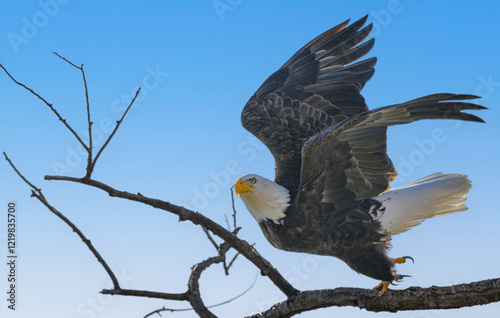 Bald Eagle taking flight