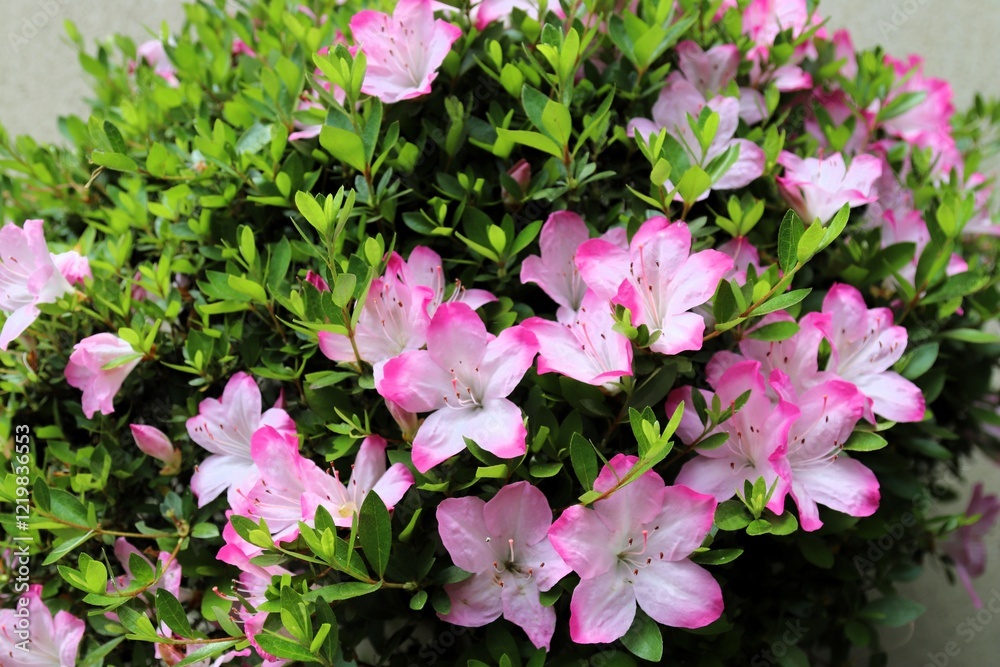 Naklejka premium ツツジの花、