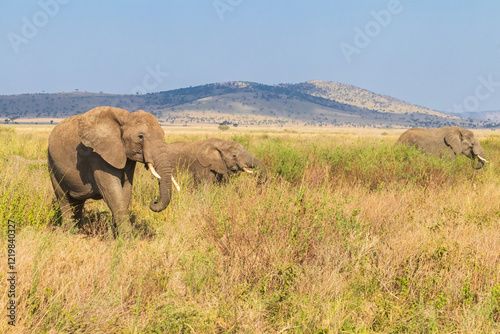 Canvas Print Herd of african elephants in savanna in Serengeti National park in Tanzania