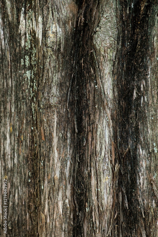 Close-up of textured tree bark from an ancient Mediterranean cypress tree Close-up of textured tree bark from an ancient Mediterranean cypress tree