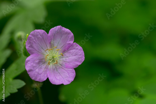 Wild Geranium, Geranium maculatum, taken in Minnesota