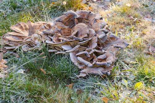 Meripilus giganteus is a large mushroom in the grass in the park at the foot of an oak tree. photo