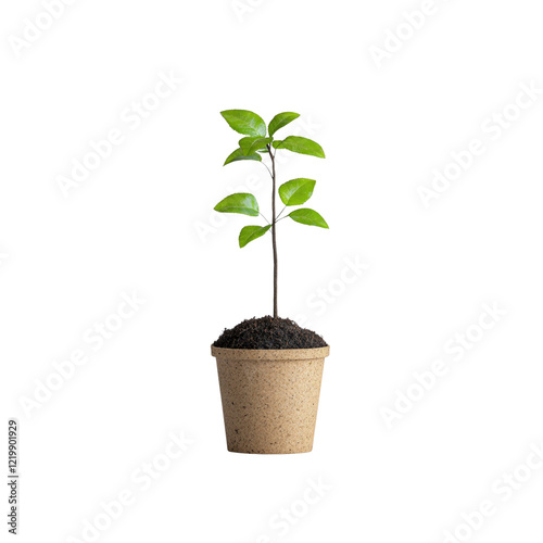 Young Sapling in Eco-Friendly Pot - Growth, New Beginnings, Sustainability Concept
