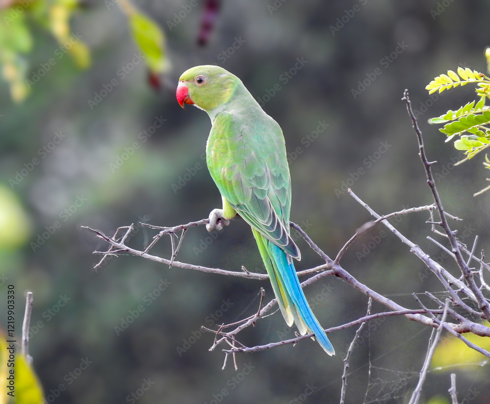 this is a medium shot of a green parrot perched on a tree branch likely taken during the daytime. this is a medium shot of a green parrot perched on a tree branch likely taken during the daytime.