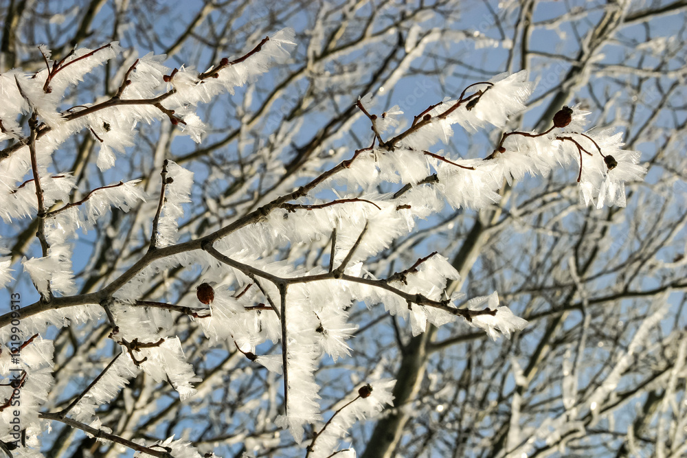 Fototapeta premium A branch covered in snow and ice