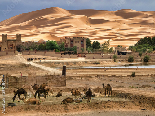 Camels and sand dunes in the Sahara Desert - Morocco