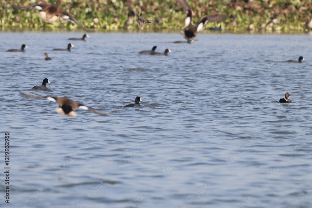 Ducks in wetland Ducks in wetland