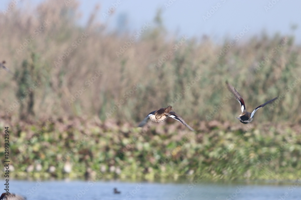 Ducks in wetland Ducks in wetland
