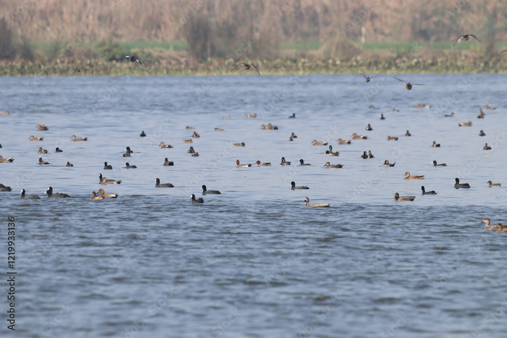 Ducks in wetland Ducks in wetland