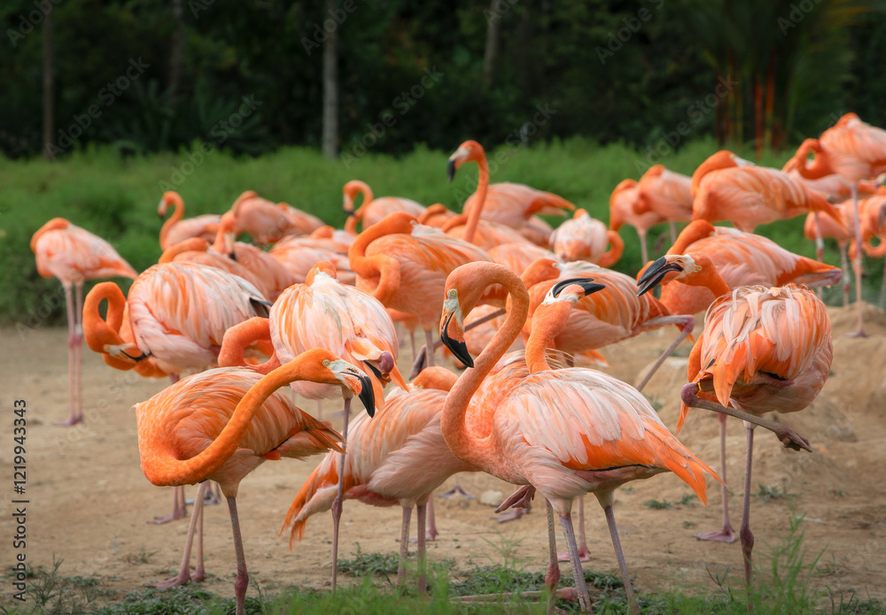 Flock of American flamingos on the sandy bank Flock of American flamingos on the sandy bank
