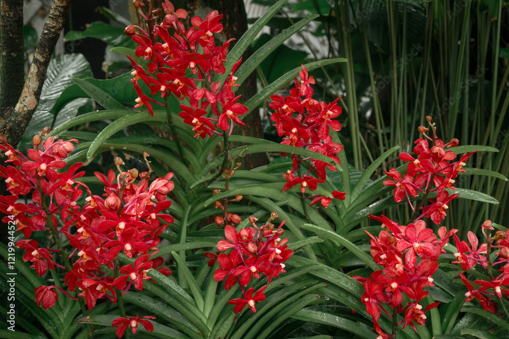 Flowering red orchid plants growing in the garden Flowering red orchid plants growing in the garden