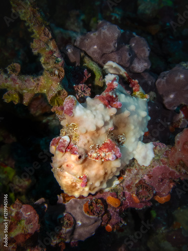 Warty frogfish or clown frogfish, expertly camouflaged among the corals of a tropical sea reef at the coast of Sumatra island photo
