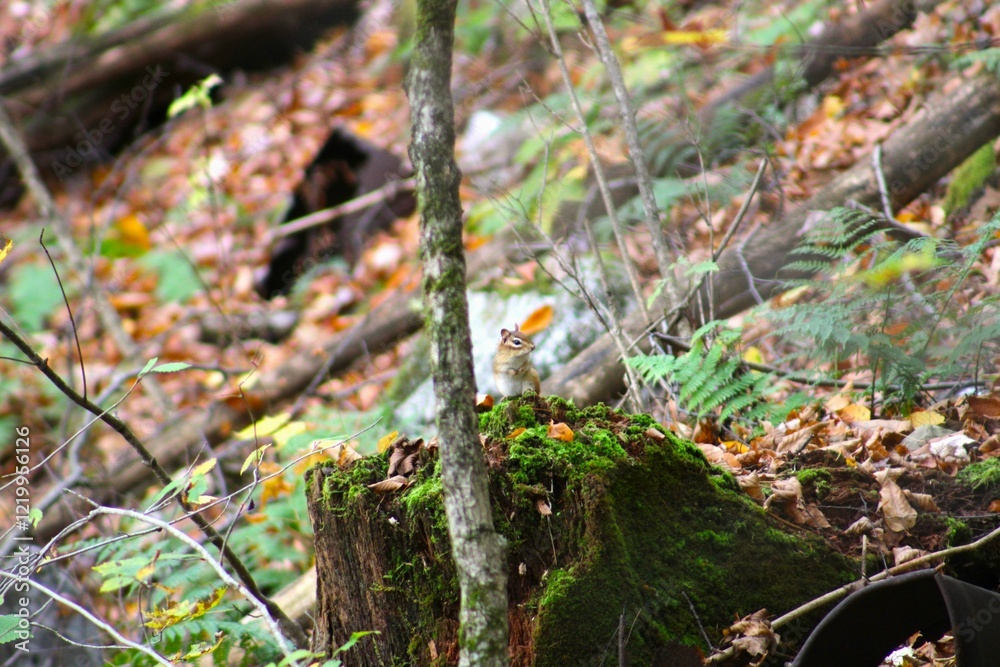 Obraz premium Chipmunk