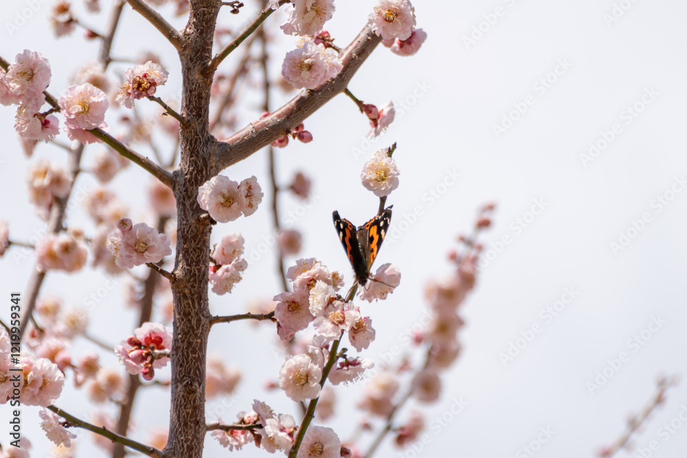 梅の花