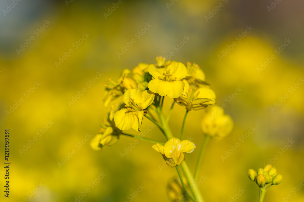 菜の花 菜の花