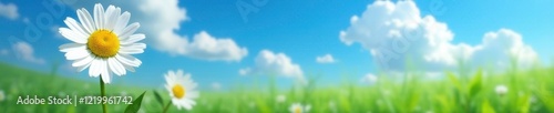 daisy with green background against a blue sky with fluffy white clouds, flower, blue