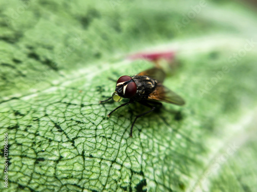 Cochliomyia hominivorax, the New World screw-worm fly, or screw-worm for short, is a species of parasitic fly that is well known for the way in which its larvae (maggots) eat the living tissue.