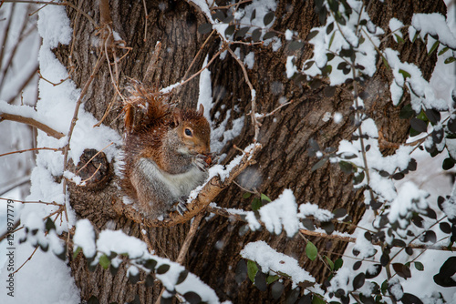squirrel eating a nut