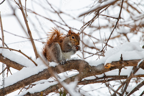 squirrel in the snow