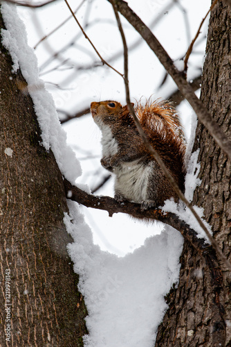 squirrel looking up a tree inn the snow