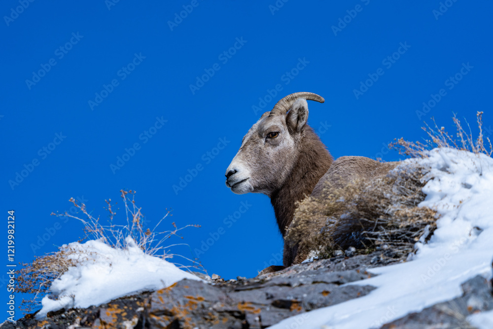 Naklejka premium Big Horn Sheep in the mountains of Utah