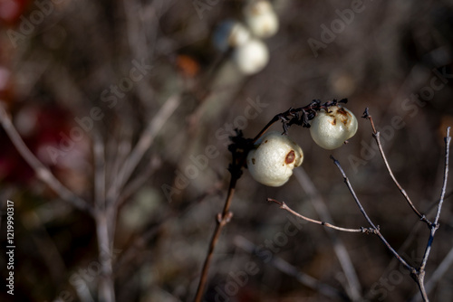 Elegancia desnuda