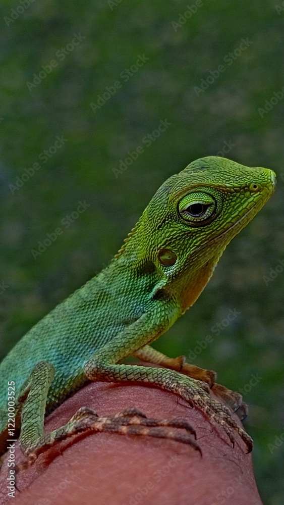 Fototapeta premium green chameleon on finger
