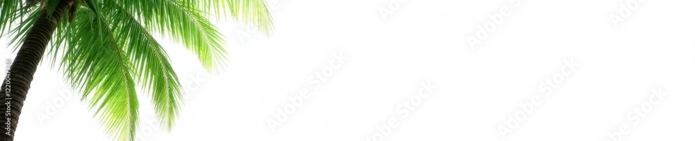 Palm tree isolated on white background with green leaves, leafy greens, tree trunk, foliage Palm tree isolated on white background with green leaves, leafy greens, tree trunk, foliage