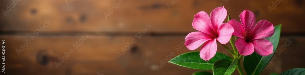 Pink Adenium bloom isolated on warm natural wood background, plantprofile, botanicalart Pink Adenium bloom isolated on warm natural wood background, plantprofile, botanicalart