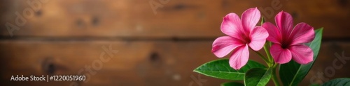 Pink Adenium bloom isolated on warm natural wood background, plantprofile, botanicalart photo