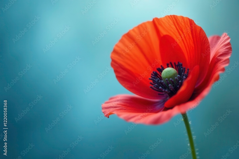 Poppy flower with stamen and pistil on a soft focus blue background with a subtle gradient, blue, poppies, bloom Poppy flower with stamen and pistil on a soft focus blue background with a subtle gradient, blue, poppies, bloom