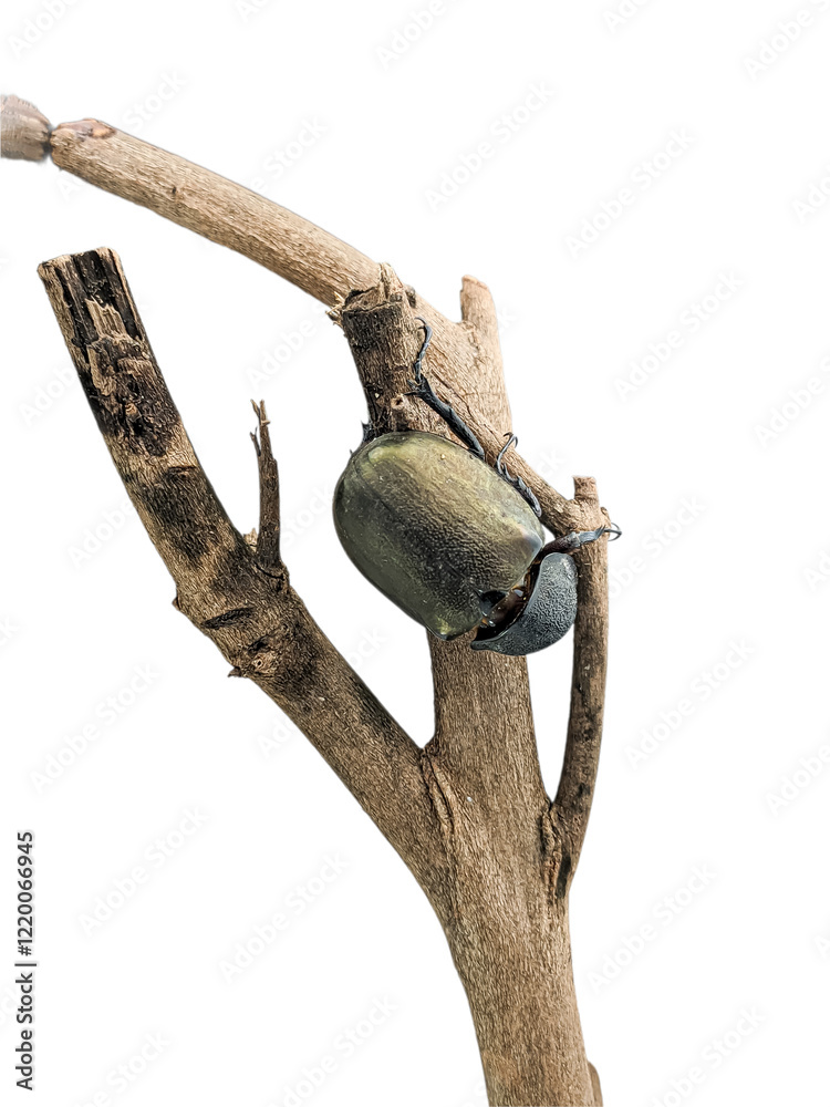 Fototapeta premium Female rhinoceros beetle on tree trunk isolated on white background