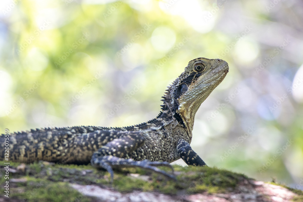 Obraz premium Water Dragon