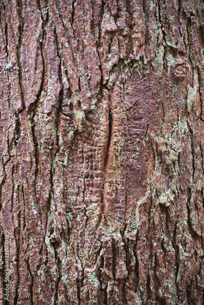 Fototapeta premium tree bark texture