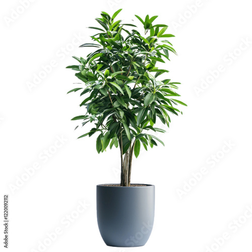 A tall indoor plant in a large pot, isolated on a transparency background