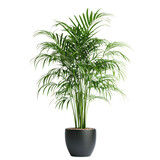 A tall indoor plant in a large pot, isolated on a transparency background