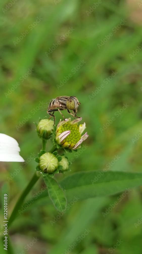 flies with beautiful colors that suck flower nectar flies with beautiful colors that suck flower nectar