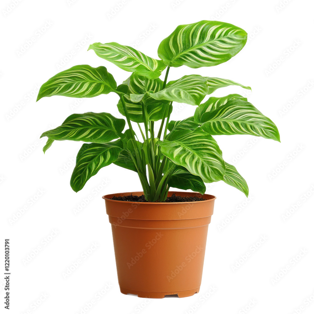 Obraz premium A potted prayer plant with its leaves in a prayer-like position, placed on a transparency background