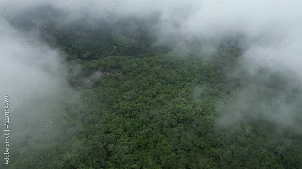 Vuelo aereo entre nubes sobre bosque frondoso con clima tropical nubes a través de los arboles verdes al aire libre