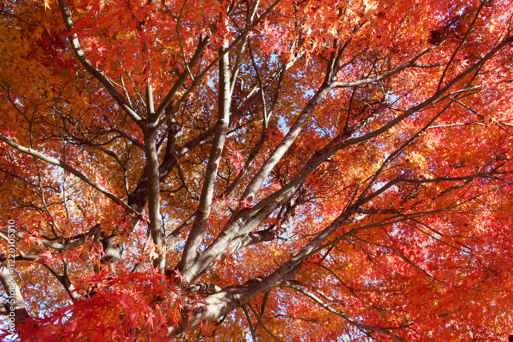 Beautiful red and orange leaves of Acer Palmatum, Japanese Maple tree in autumn. Trees with bright foliage in fall. Colorful foliage against the blue sky background. Beautiful red and orange leaves of Acer Palmatum, Japanese Maple tree in autumn. Trees with bright foliage in fall. Colorful foliage against the blue sky background.