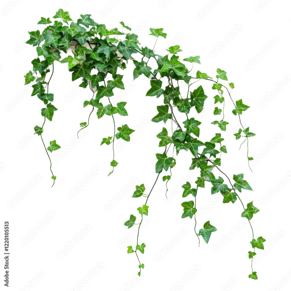 A cascading English ivy plant with trailing vines, isolated on a transparency background A cascading English ivy plant with trailing vines, isolated on a transparency background