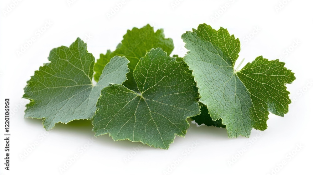 Grape leaves on a white background showing detailed veins and serrated edges Grape leaves on a white background showing detailed veins and serrated edges