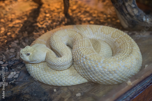 Albino Western diamondback rattlesnake ,Crotalus atrox