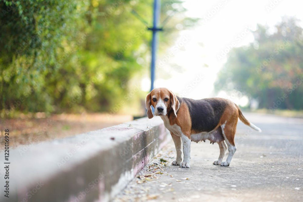 A cute beagle dog standing on the lonely road